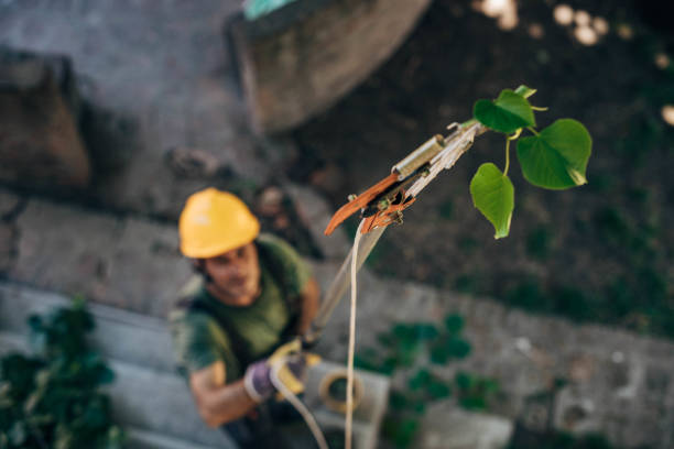 Best Large Tree Removal  in Electra, TX